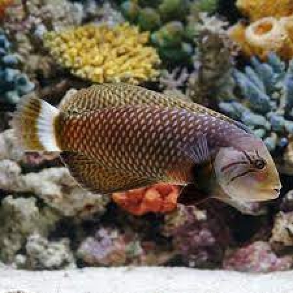 DRAGON WRASSE