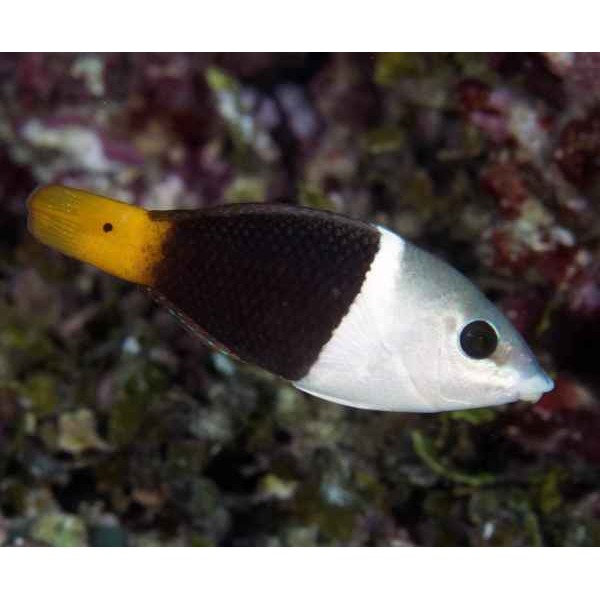 BANNER WRASSE 