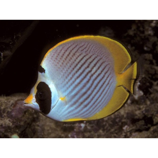 BANTAYAN BUTTERFLY FISH 