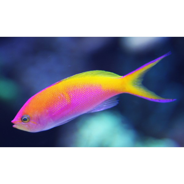 BARTLETT ANTHIAS