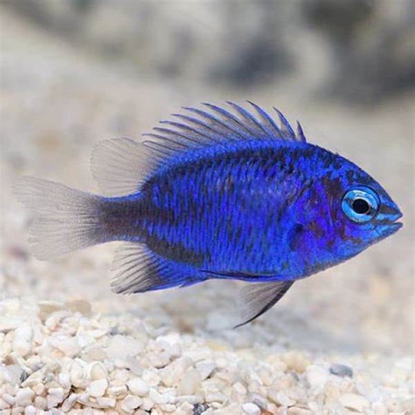 BLUE SAPHIRE DAMSEL