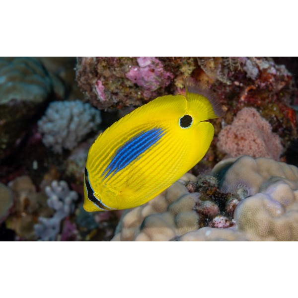 BLUE SPOT BUTTERFLY FISH 