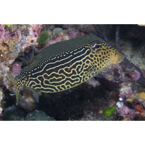 BOX FISH RETICULATE