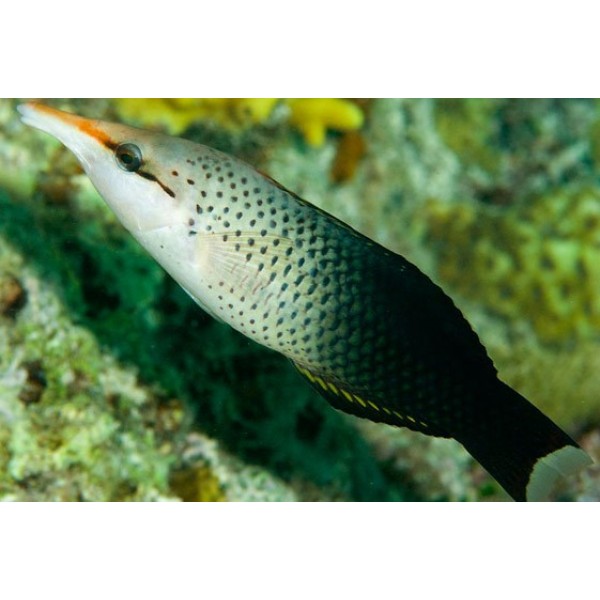 BROWN BIRDFISH WRASSE 