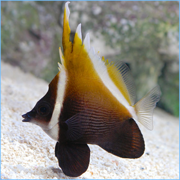 BROWN HENIOCHUS BUTTERFLY FISH 