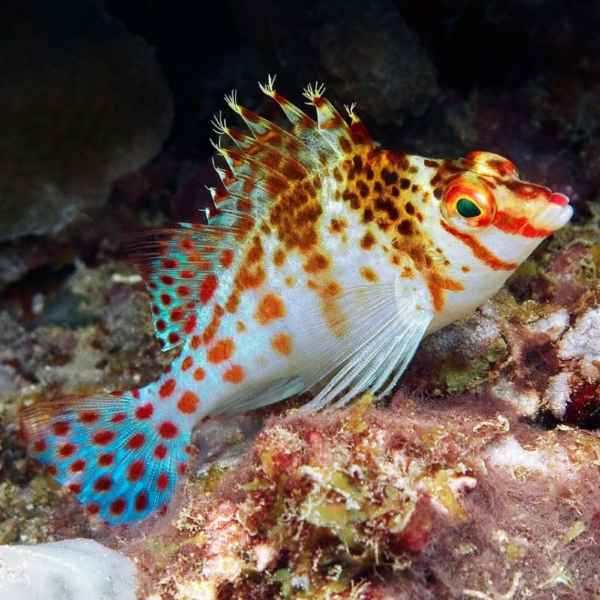 FALCO HAWKFISH