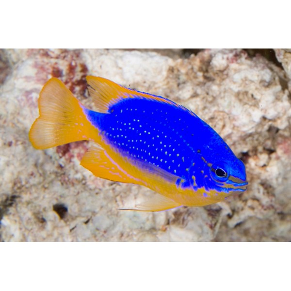 FIJI DAMSEL 