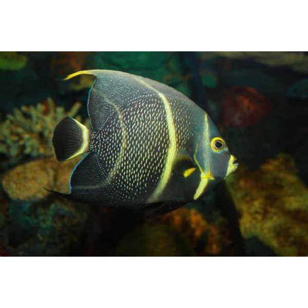 FRENCH ANHEL FISH 