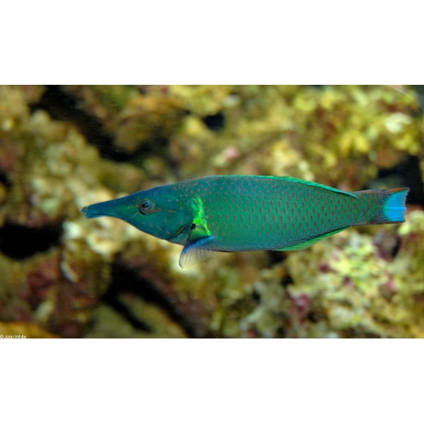 GREEN BIRDFISH WRASSE 