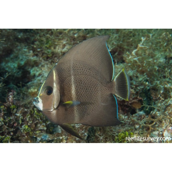 GRAY ANGEL FISH 