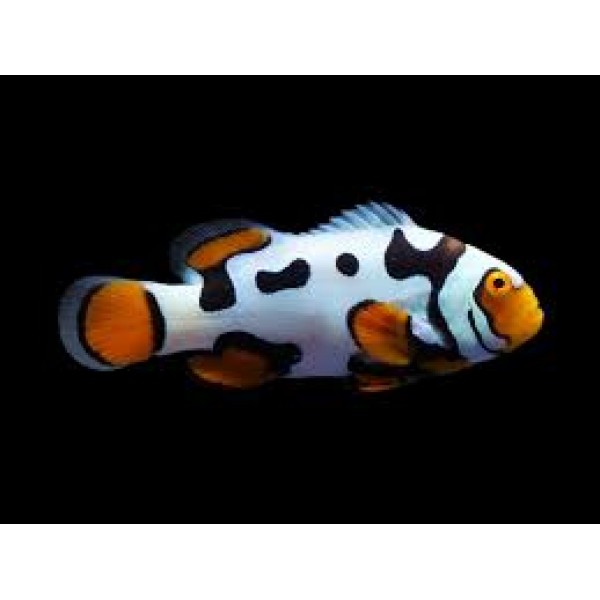 HERMET PICASSO CLOWNFISH 