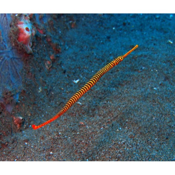 MANY BANDED PIPEFISH 