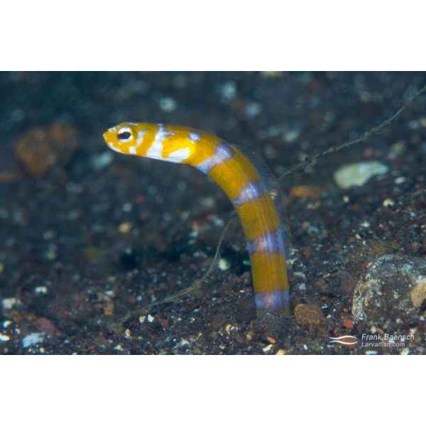 ORANGE GARDEN EEL