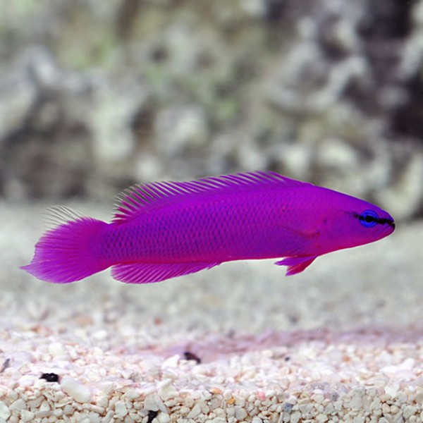 ORCHID DOTTYBACK