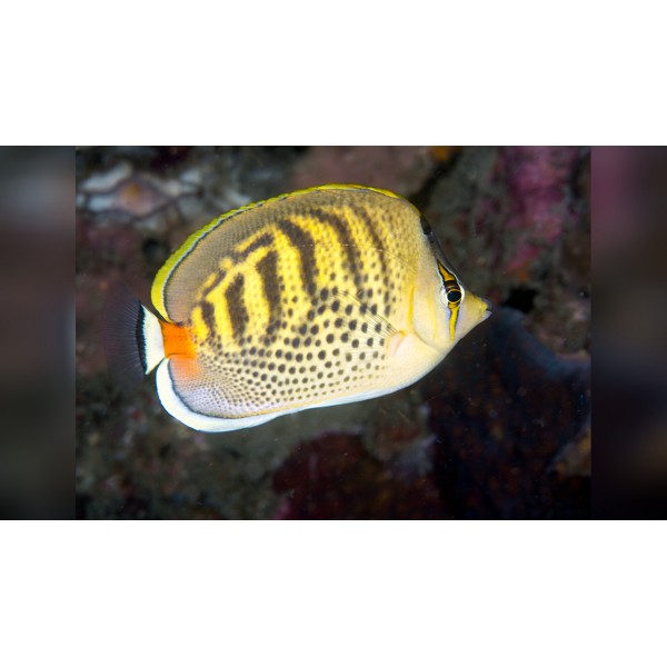 PUNCTATO BUTTERFLY FISH 