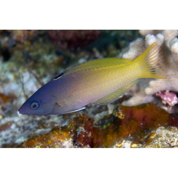 PURPLE HEAD WRASSE 