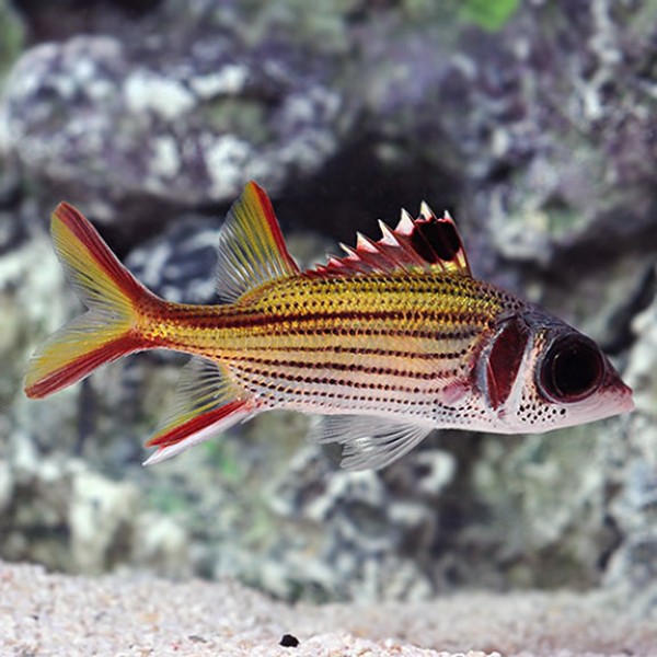 SQUIRRELFISH BLOODSPOT