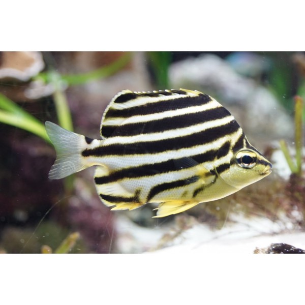 STRIPEY FISH XS