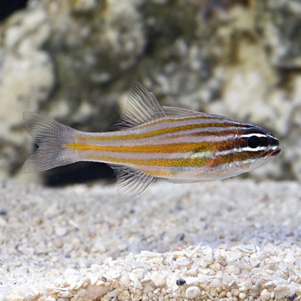 YELLOW-STRIPED CARDINAL FISH 