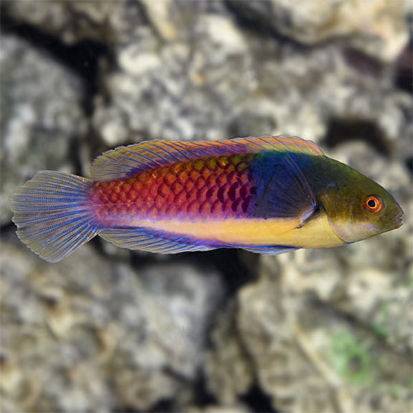 BLUE HEAD FAIRY WRASSE 