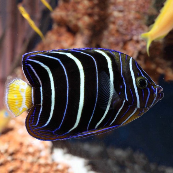 EAR SPOT ANGEL FISH