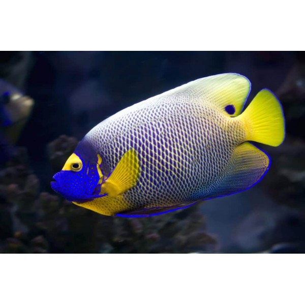 BLUE FACE ANGEL FISH