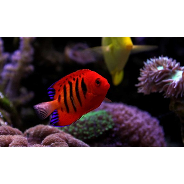 FLAME ANGEL FISH