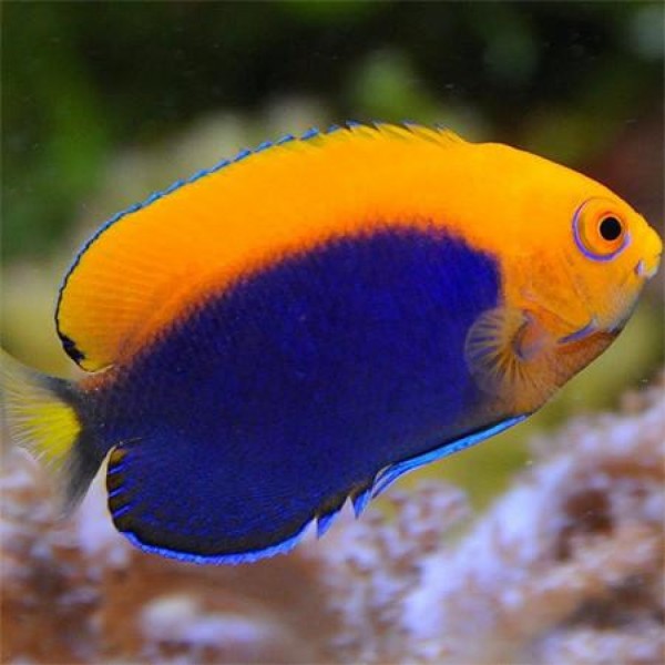 FLAME BACK ANGEL FISH