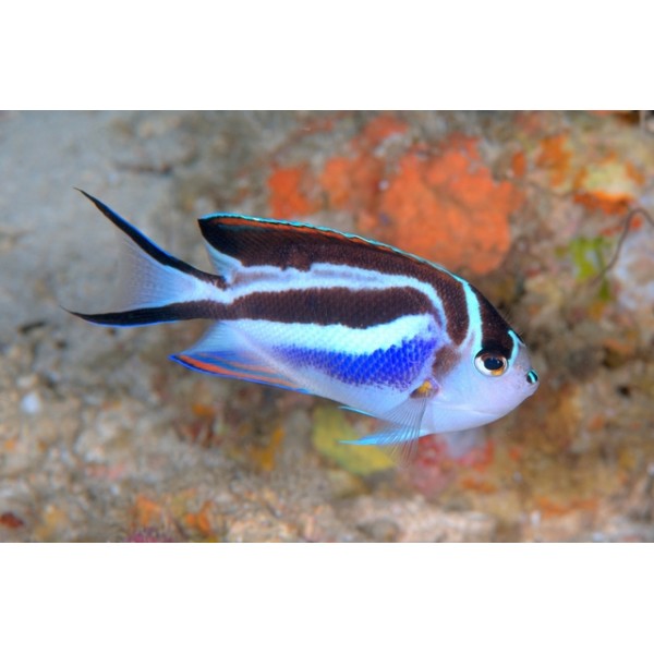 BELLUS ANGEL FISH (MALE)