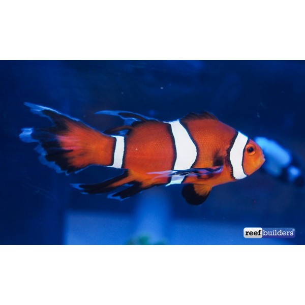 LONG FIN CLOWN