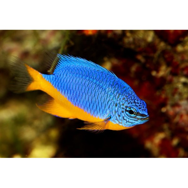 ROYAL DAMSEL FISH