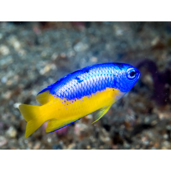 YELLOW BELLY BLUE DAMSEL