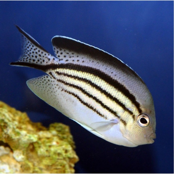 LAMARCK ANGEL FISH