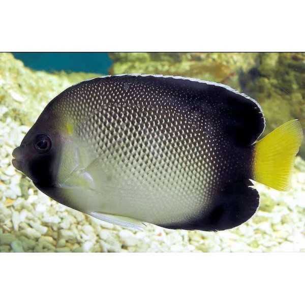 CREAM ANGEL FISH