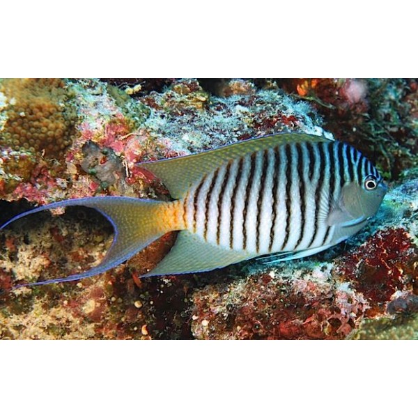 BLACK SPOT LYRETAILE ANGEL FISH  (MALE)