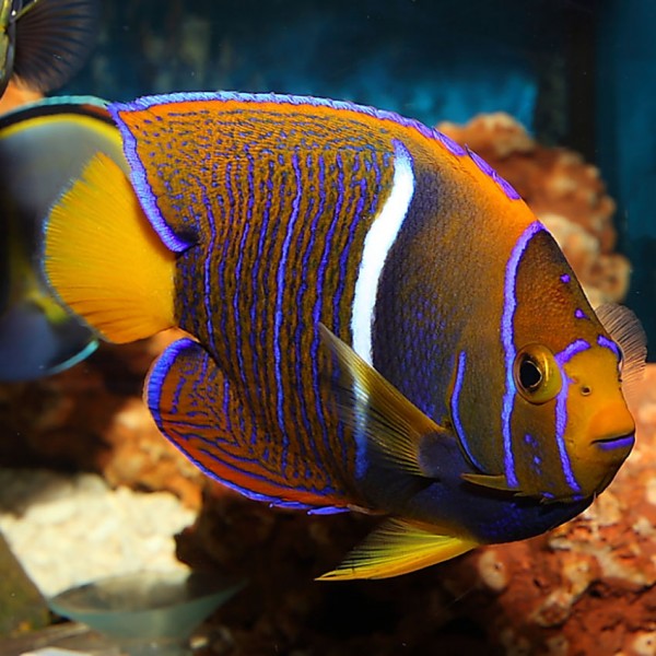 KING ANGEL FISH