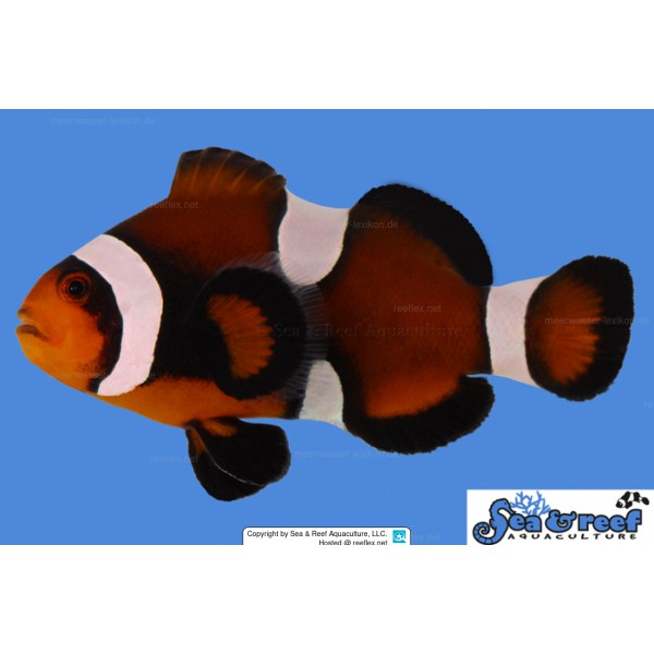 MIX BAR MOCHA CLOWN FISH