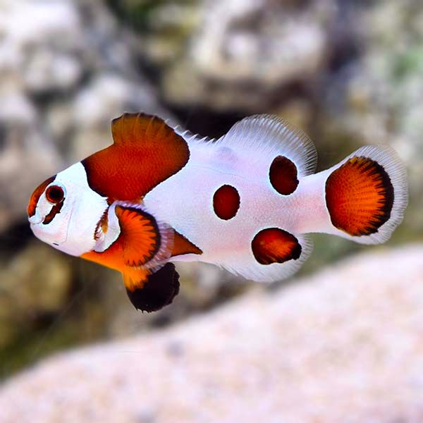 MOCHA STROM CLOWN FISH