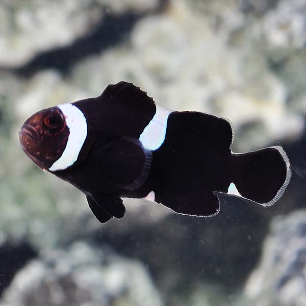 MIX BAR BLACK CLOWN FISH