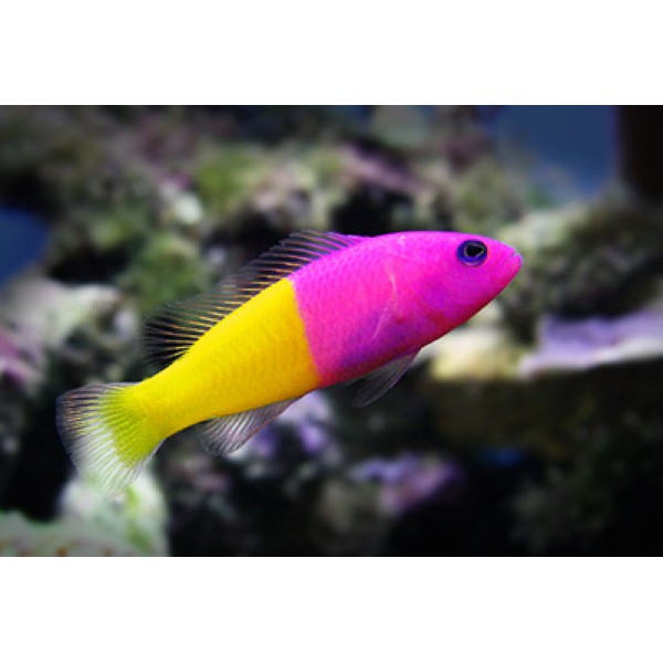 ROYAL DOTTYBACK