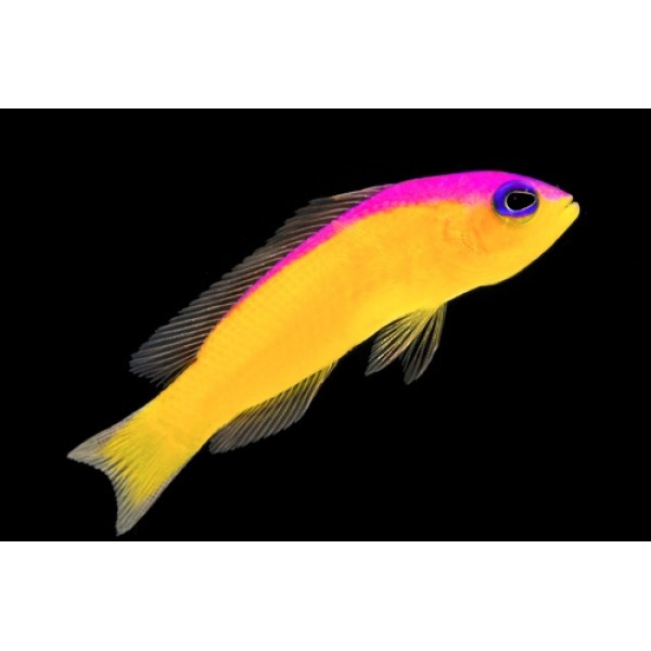 DIADEMA DOTTYBACK