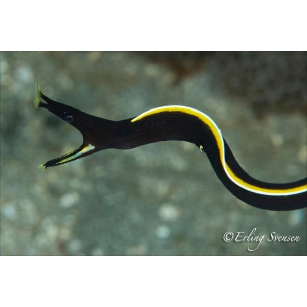 BLACK RIBBON EEL