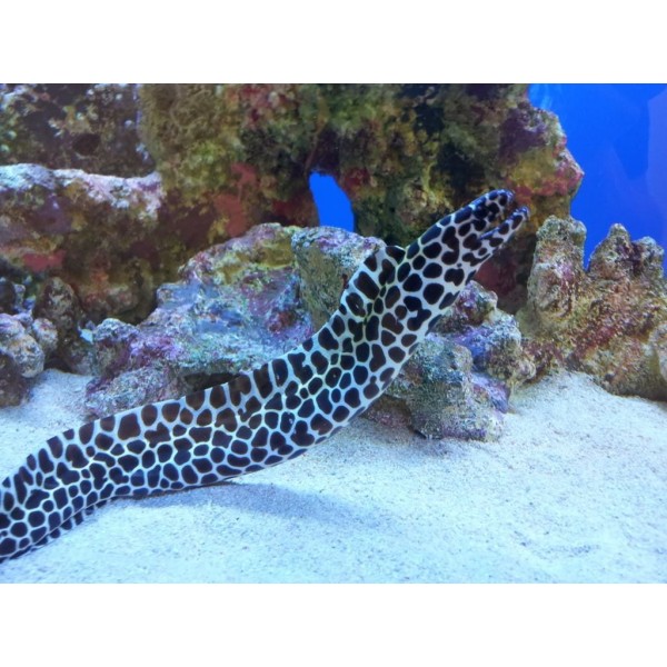 LEOPARD EEL