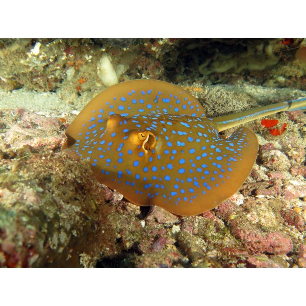 BLUE SPOTTED STINGRAY