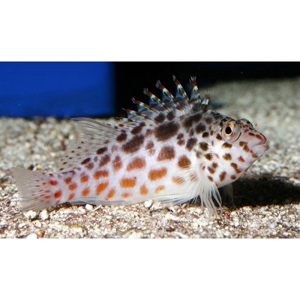 SPOTTED HAWK FISH