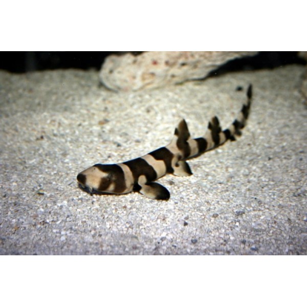 BANDED SHARK