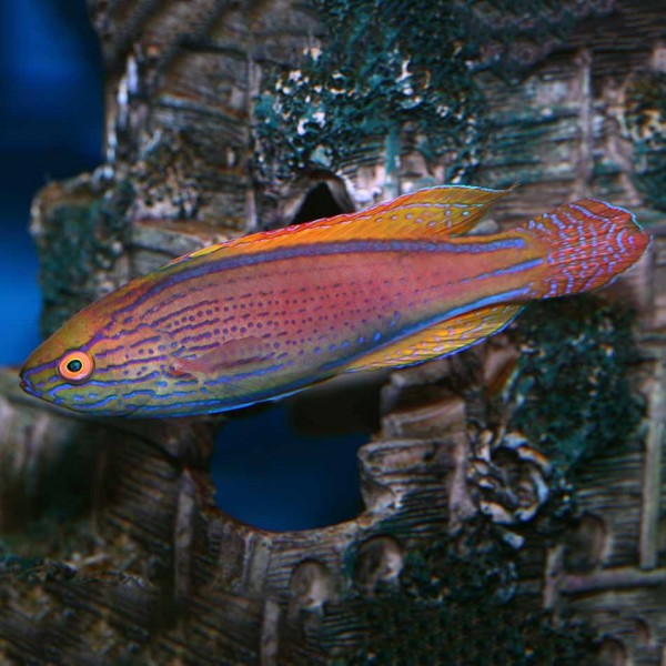 LINEATUS WRASSE