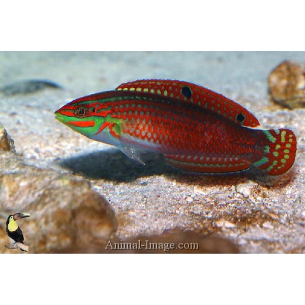 CHRISTMAS WRASSE