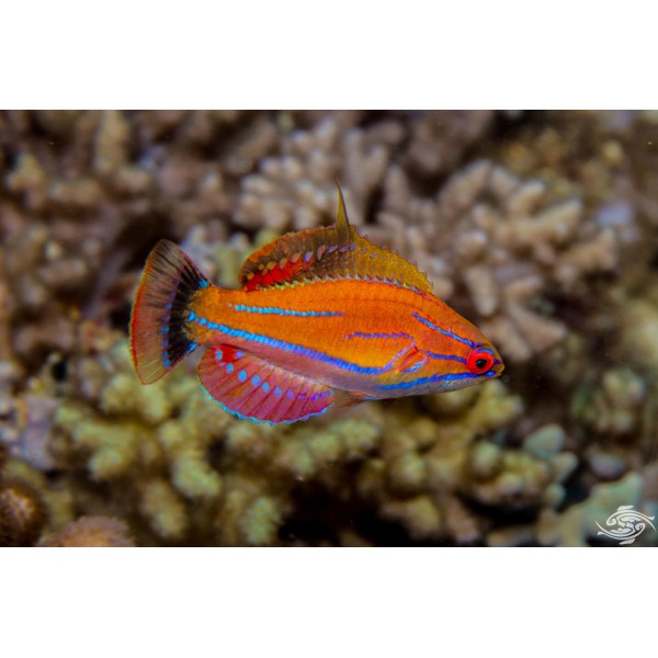 CARPENTER FLASHER WRASSE