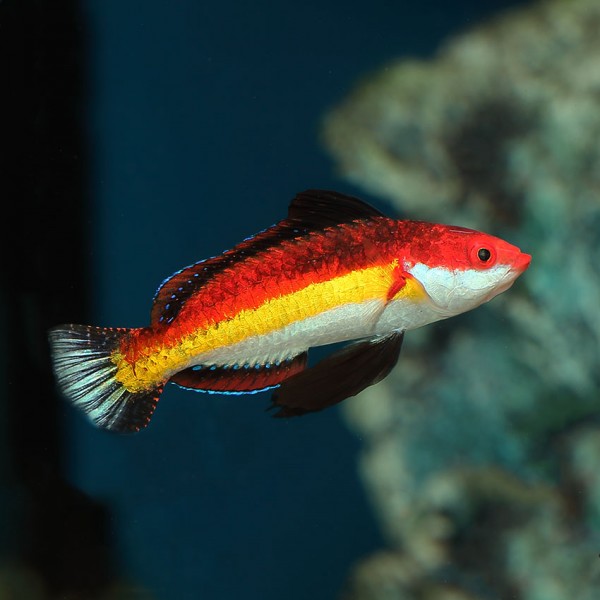 NAOKO WRASSE